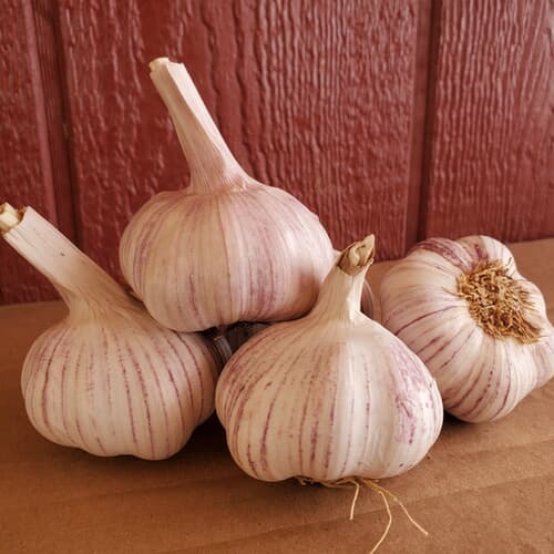 Garlic Jumbo from Spain