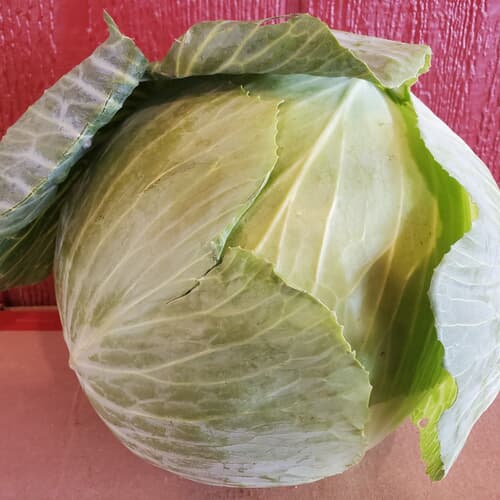 Local Green Cabbage