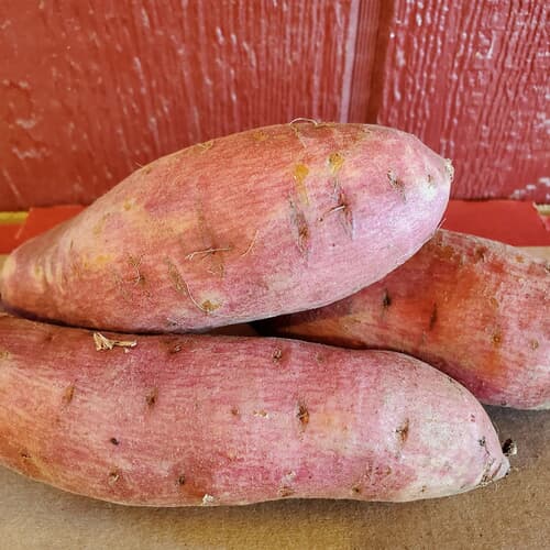Local Sweet Potatoes