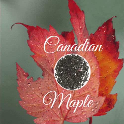Canadian Maple Black Tea