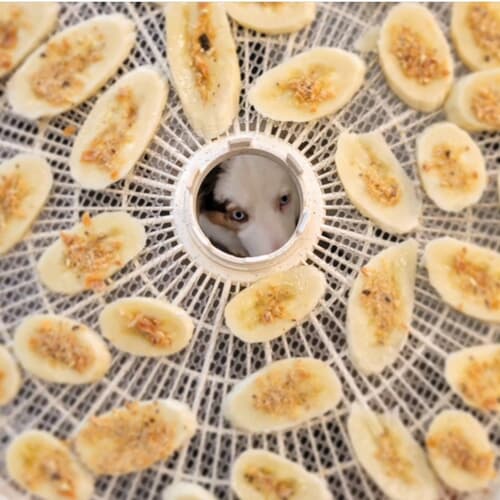 Banana, Salmon & Ginger Snax