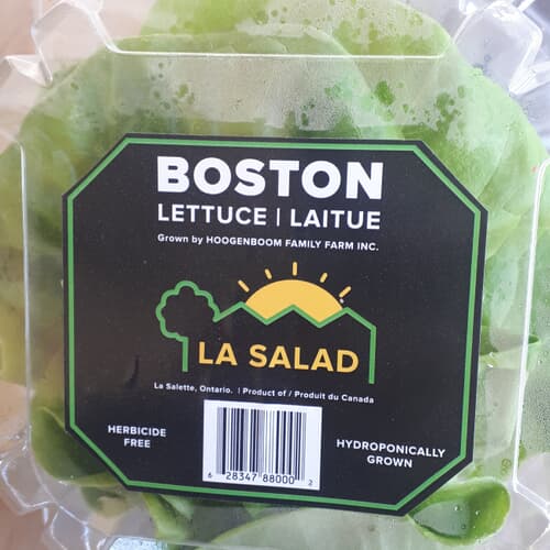 Boston Lettuce