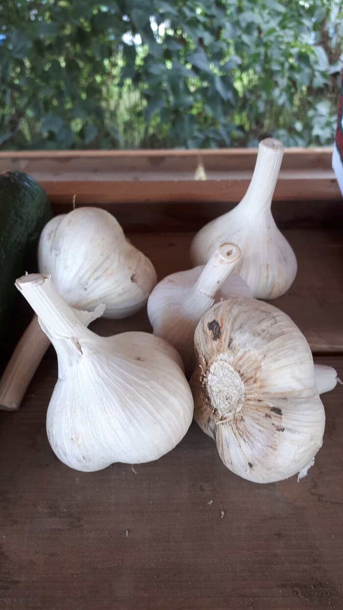 Local Garlic