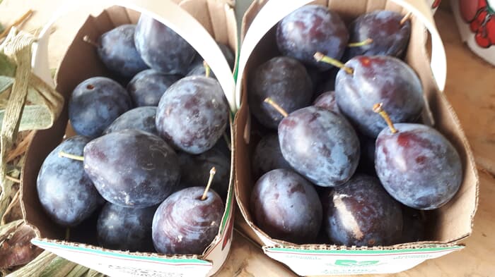 purple plums fresh from niagara