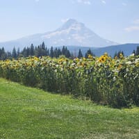 Mountain View Brewing in Mt Hood, Oregon - 3.20 star rating