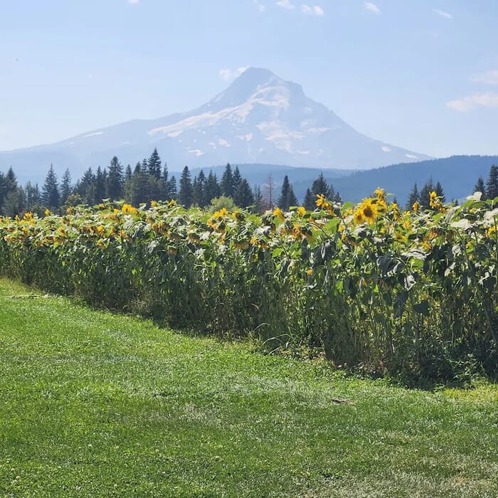 Mountain View Brewing