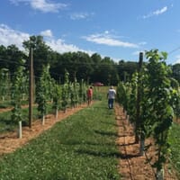 Cunningham Creek Winery & Brewery in Palmyra, Virginia - 4.80 star rating
