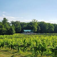 Ridgeview Farm & Vineyards/ Ridgeview Farm Brewing Co. in New Tripoli, Pennsylvania - 4.70 star rating
