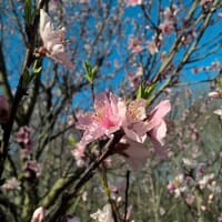 Ditchley Cider Works in Kilmarnock, Virginia - 4.60 star rating