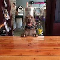Doghaus Brewery in Leavenworth, Washington - 4.90 star rating