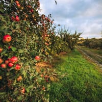 Hilltop Orchards Home of Furnace Brook Winery and Jmash Cidery and The Taproom at Hilltop Orchards in Richmond, Massachusetts - 4.80 star rating