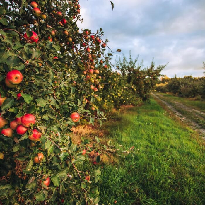 Hilltop Orchards Home of Furnace Brook Winery and Jmash Cidery and The Taproom at Hilltop Orchards