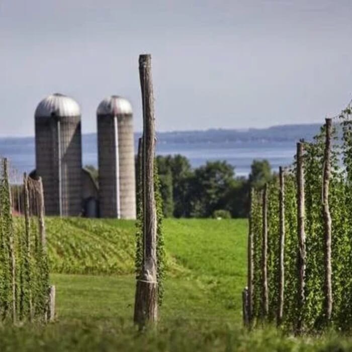 Climbing Bines Hop Farm & Brewery
