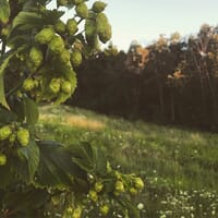 Gnarly Cedar Brewery in Greenleaf, Wisconsin - 4.90 star rating