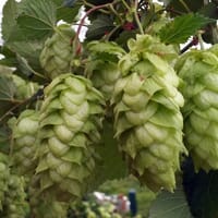 Indian Ladder Farms Cidery and Brewery in Altamont, New York - 4.50 star rating