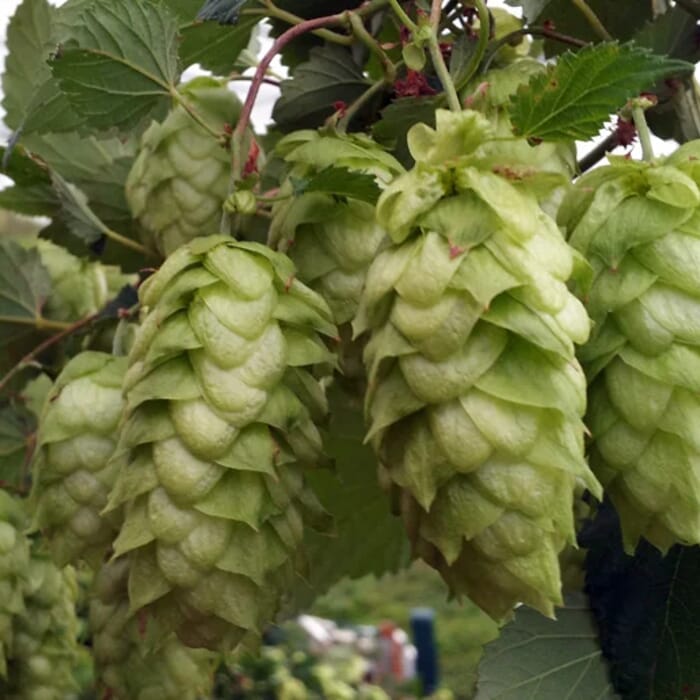 Indian Ladder Farms Cidery and Brewery