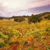 Holly's Hill Vineyards and Brewery in Placerville, California - 4.80 star rating
