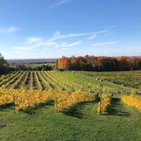 Domaine Cotes d'Ardoise - Winery & Cidery in Brome-Missisquoi, Québec - 4.40 star rating