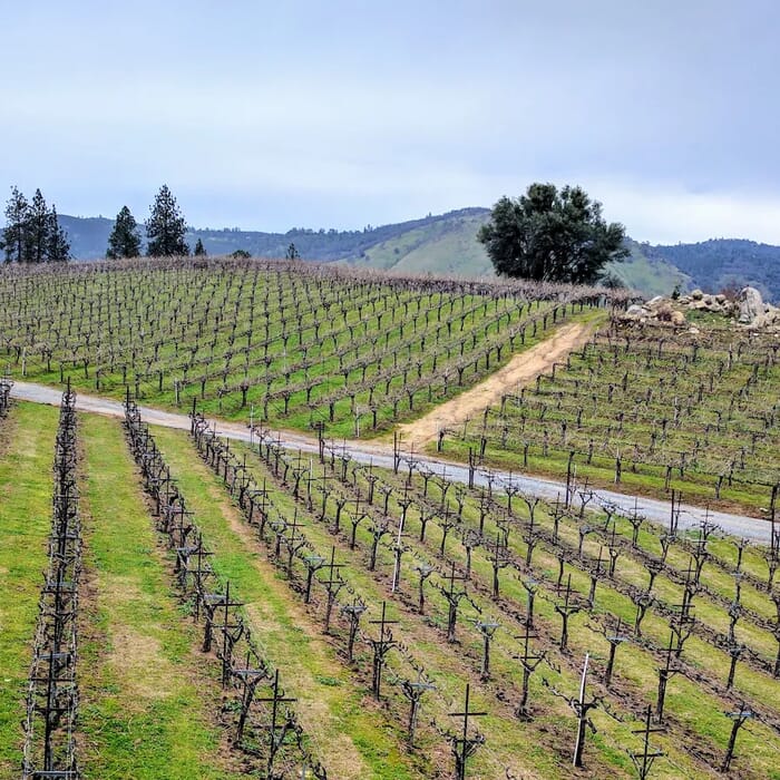 Gold Hill Vineyard and Brewery