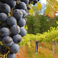 Mountain View Vineyard, Winery, Brewery & Distillery in Stroudsburg, Pennsylvania - 4.50 star rating