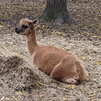 Becker Farms | Vizcarra Vineyards & Becker Brewing Co. in Gasport, New York - 4.10 star rating