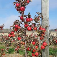Brantview Apples And Cider in Brant, Ontario - 4.80 star rating