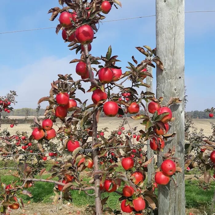 Brantview Apples And Cider