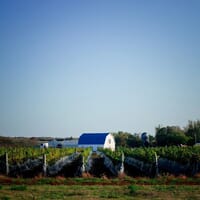 Harwood Estate Winery Brewery Bistro Inn in Prince Edward, Ontario - 4.60 star rating