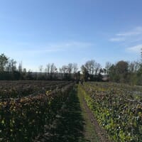 Camy - Winery & Cidery in Les Jardins-de-Napierville, Québec - 5.00 star rating