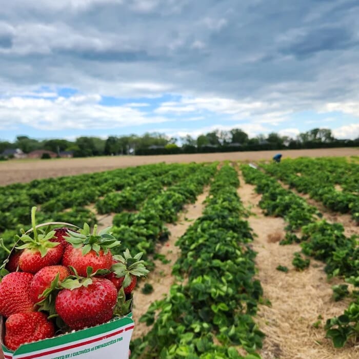 Meleg's Lakeview Orchard & Cider Mill