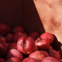 FieldBird Farm and Cider in Prince Edward, Ontario - 4.50 star rating