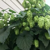 Hedekar Brewing and Fermentations in Victoria, British Columbia - 5.00 star rating