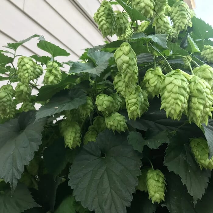 Hedekar Brewing and Fermentations