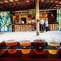 Crazy Dingo Brewing Company in Fort Myers, Florida - 4.80 star rating