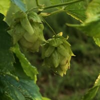 High Springs Brewing Company in High Springs, Florida - 4.70 star rating