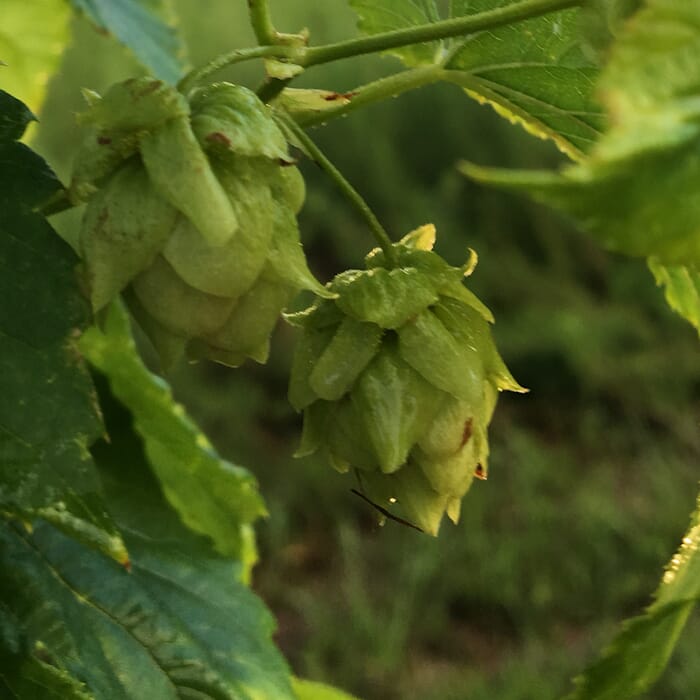 High Springs Brewing Company