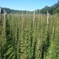 Black Locust Hops Farm Brewery in Freeland, Maryland - 4.80 star rating