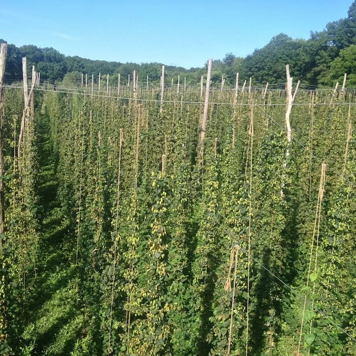 Black Locust Hops Farm Brewery