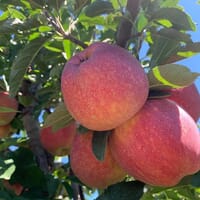 Brick River Cider St. Louis in St. Louis, Missouri - 4.50 star rating