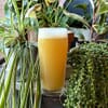 Mother Green IPA