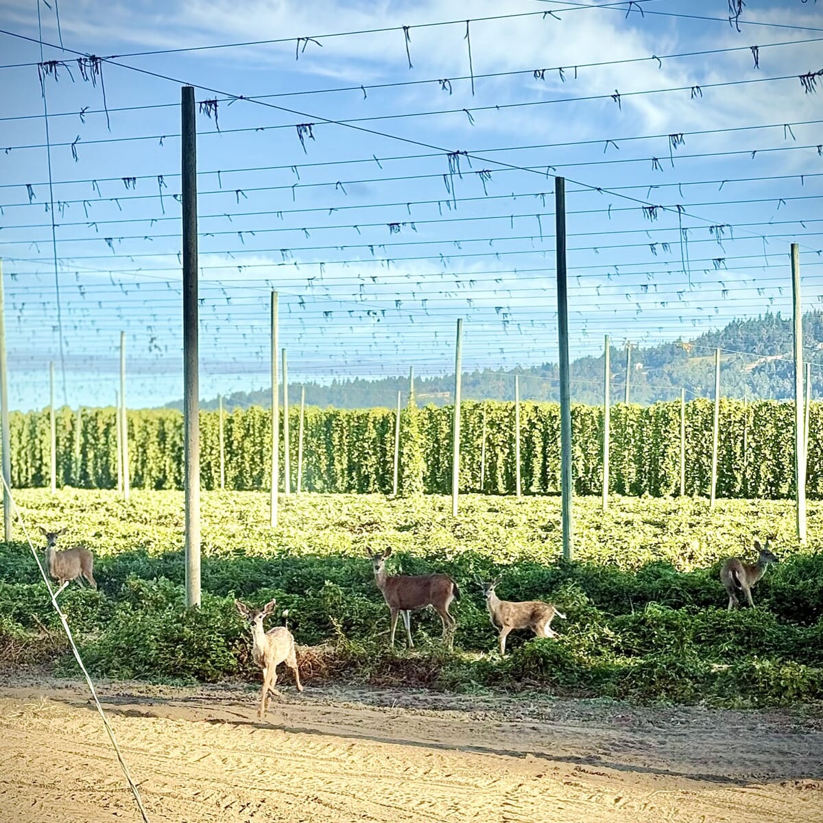 Fresh Hop Piwo Polish Pilsner